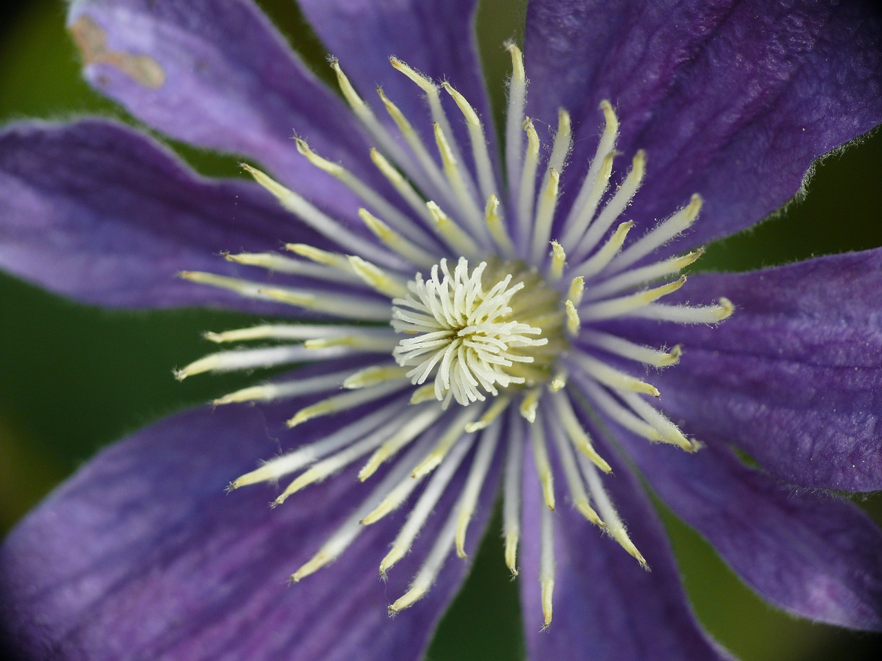 clematis blossom bloom free photo