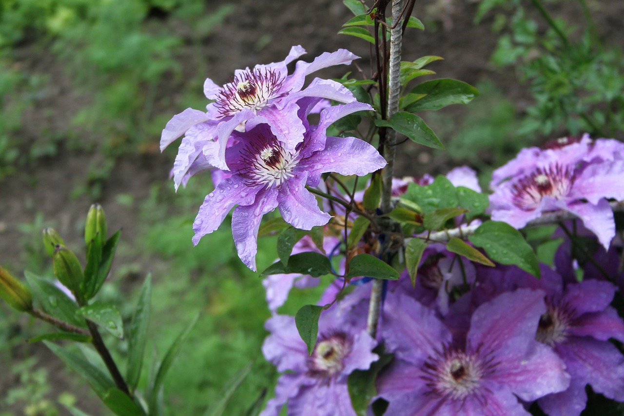 clematis garden summer free photo