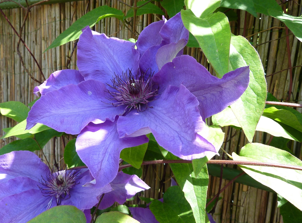 clematis climber blue-purple free photo