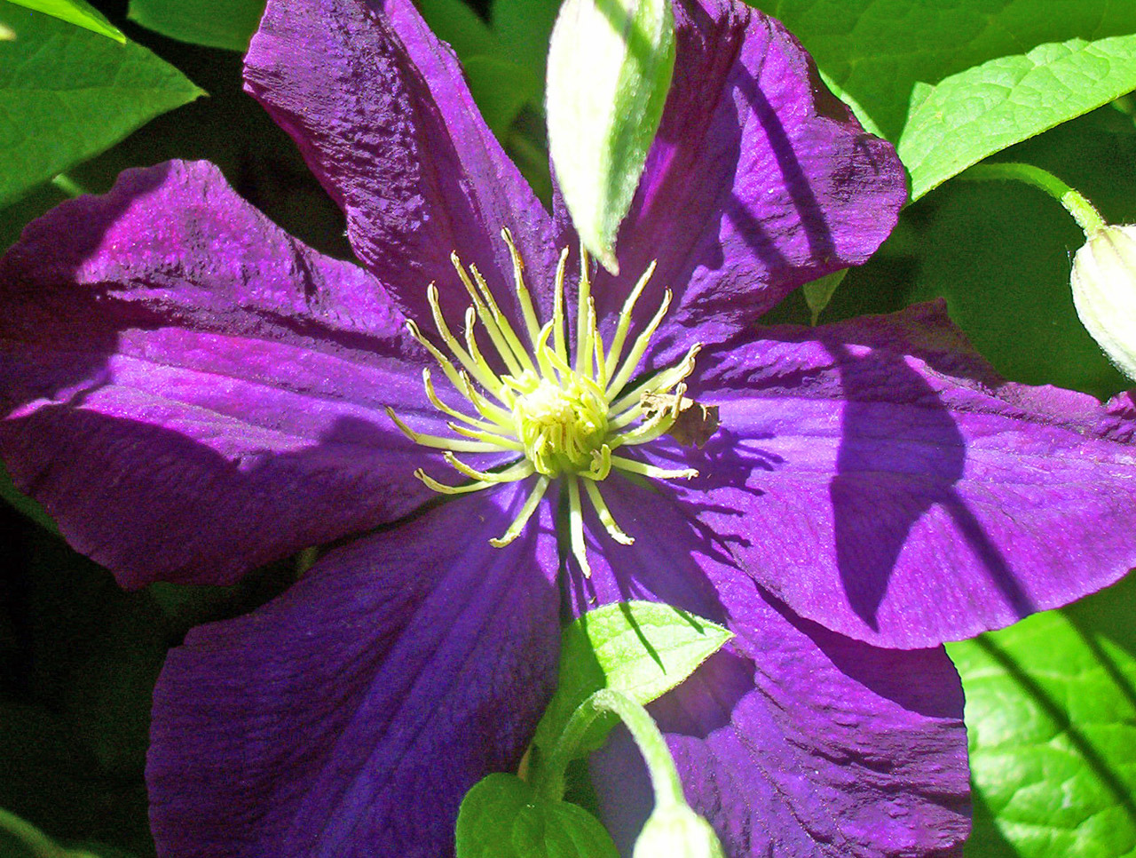 clematis flower bloom free photo