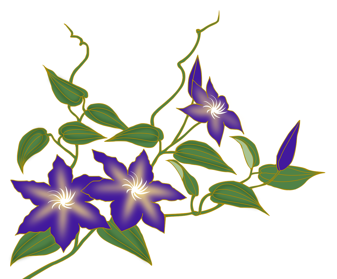 clematis flower vine purple free photo