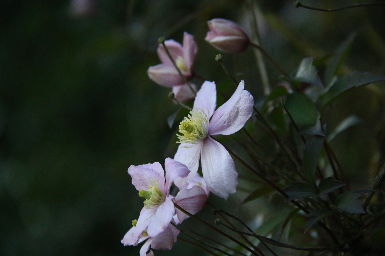 clematis motana rubens flower free photo