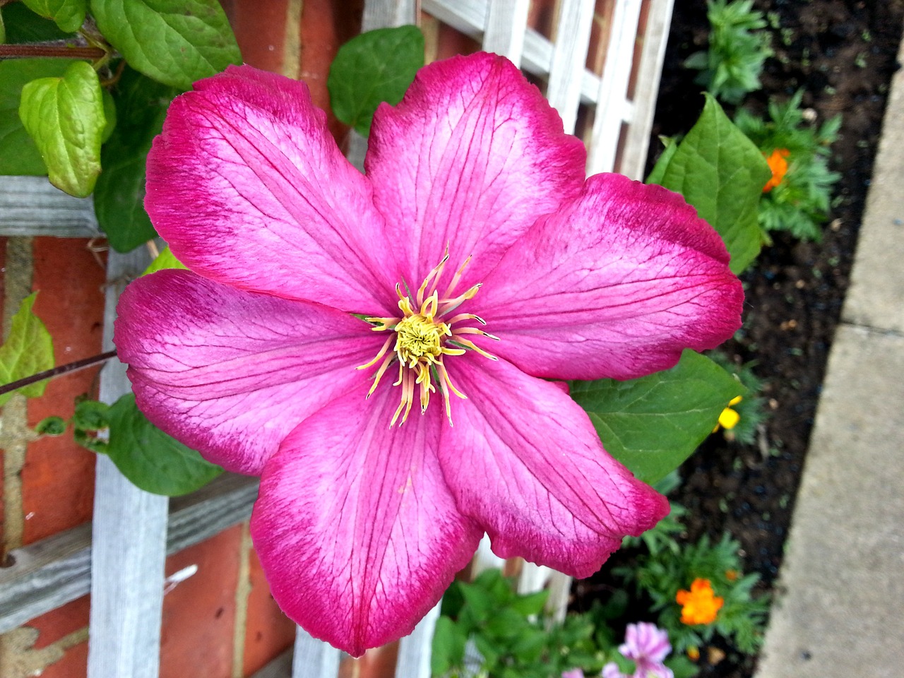 clematis flower floral free photo