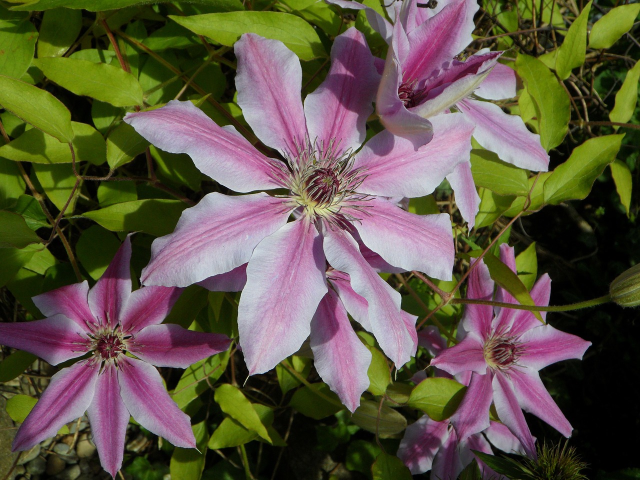 clematis flower purple free photo