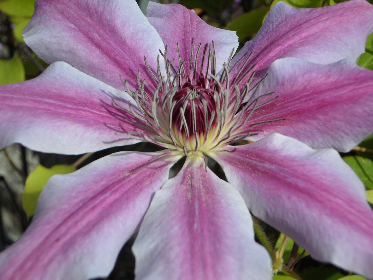 clematis blossom bloom free photo