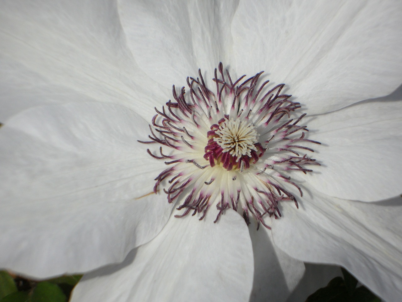 clematis blossom bloom free photo