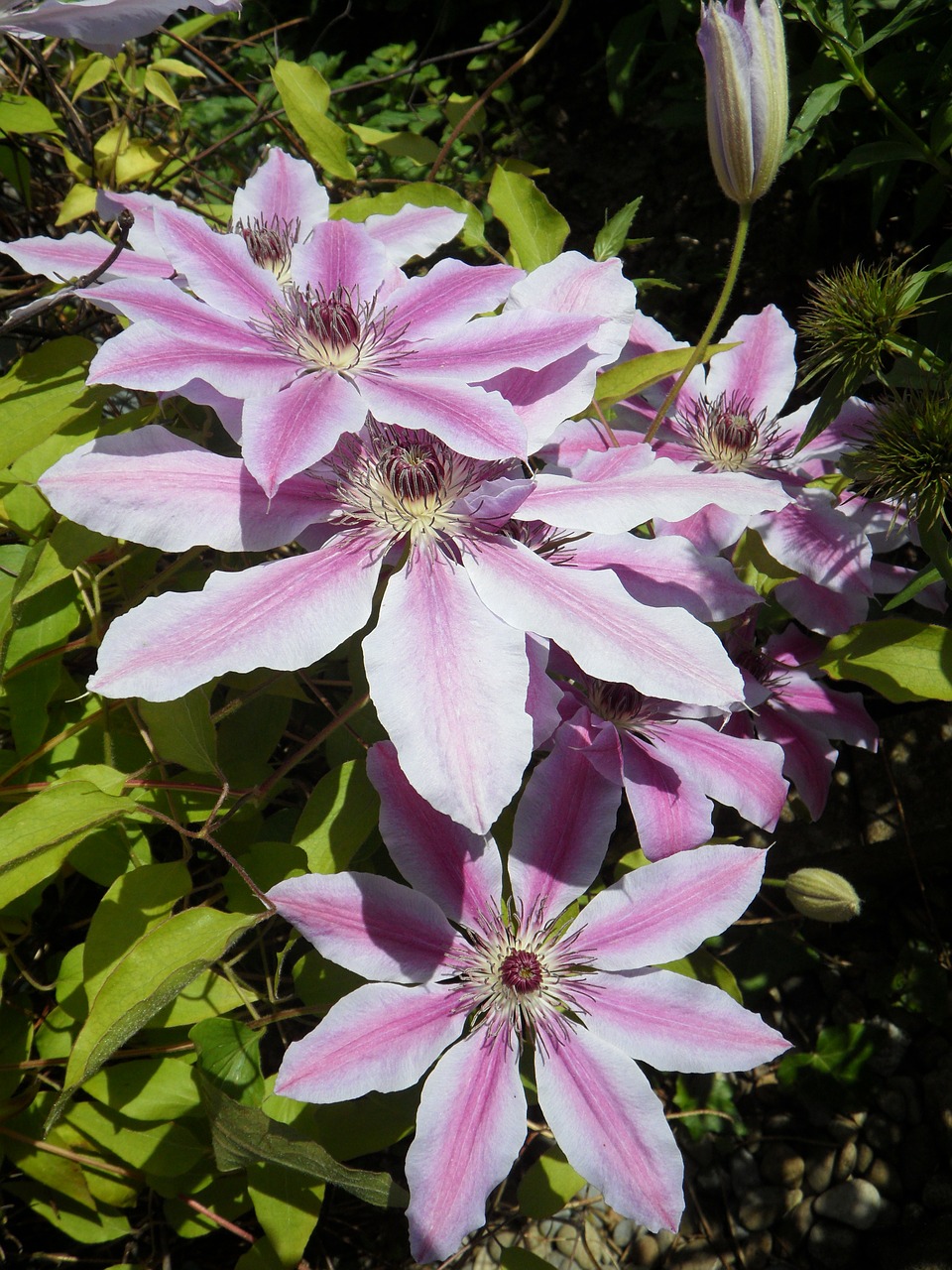 clematis blossom bloom free photo