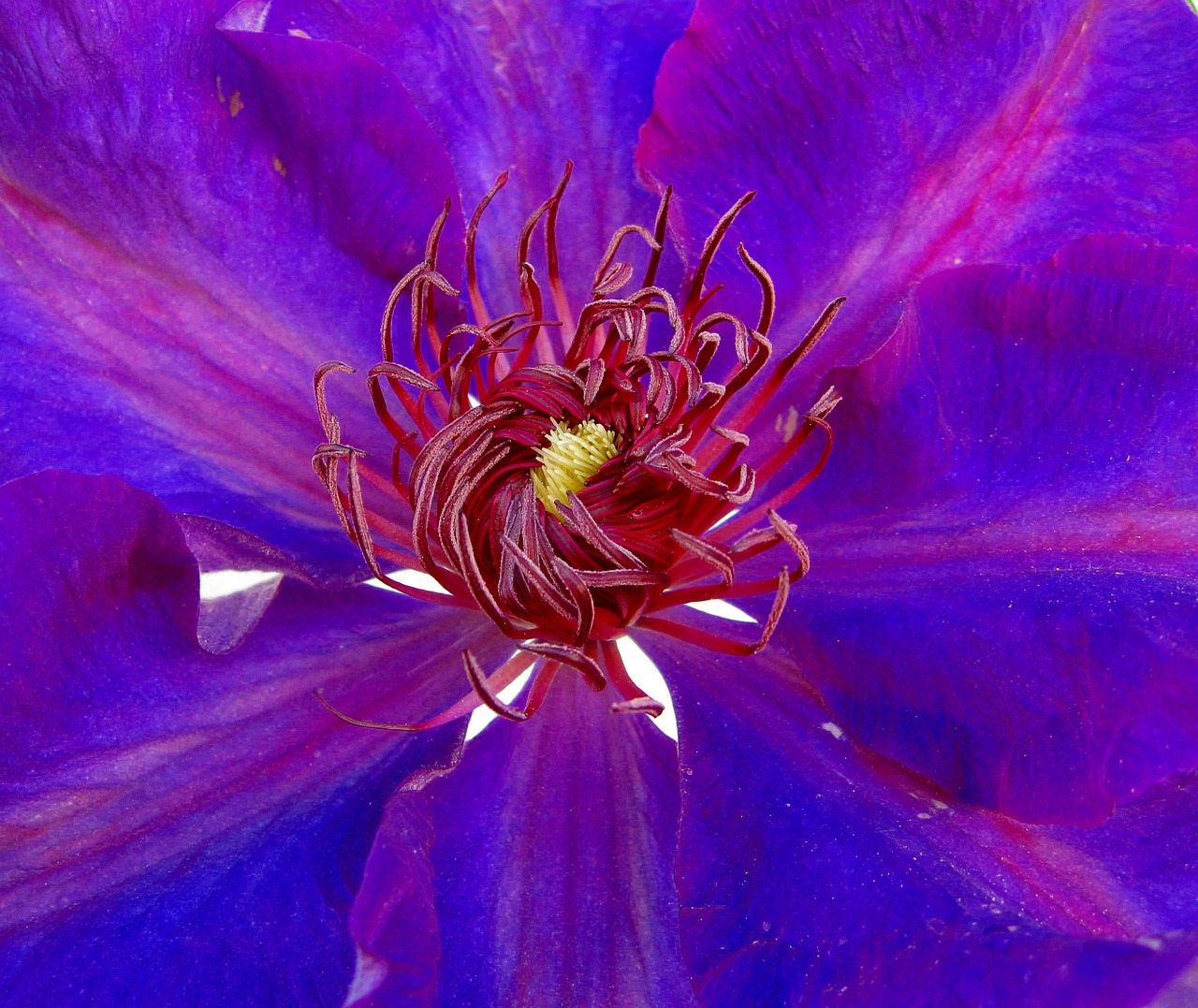 clematis blue blossom free photo