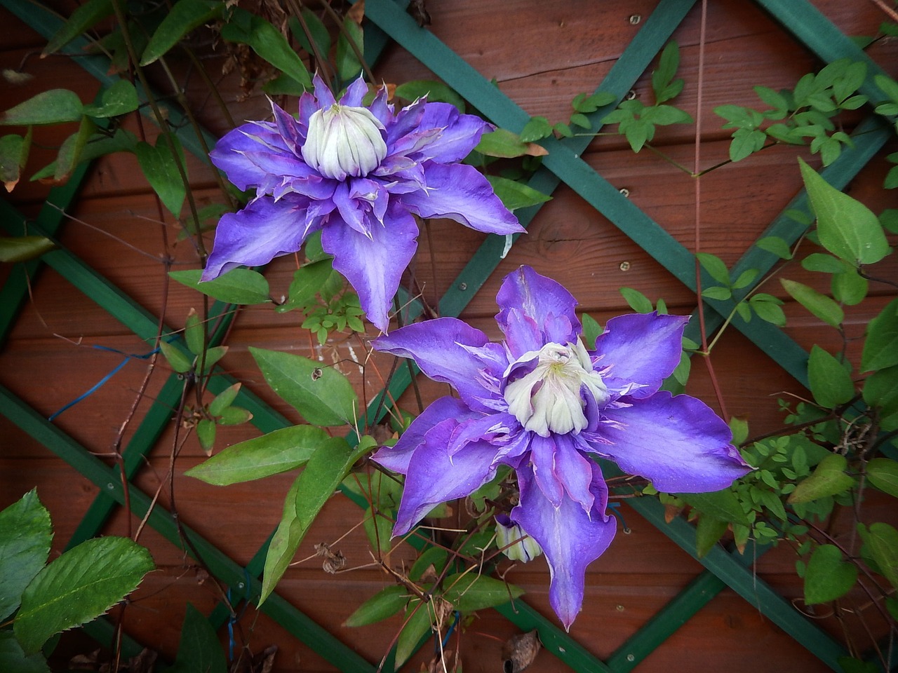 clematis violet rank growths free photo