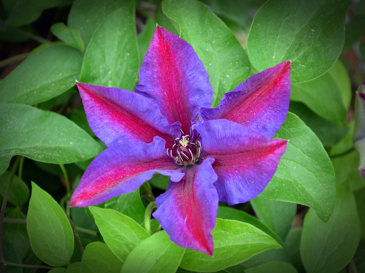 clematis blossom bloom free photo