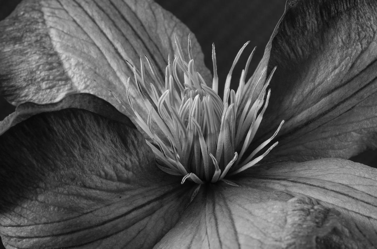 clematis blossom bloom free photo