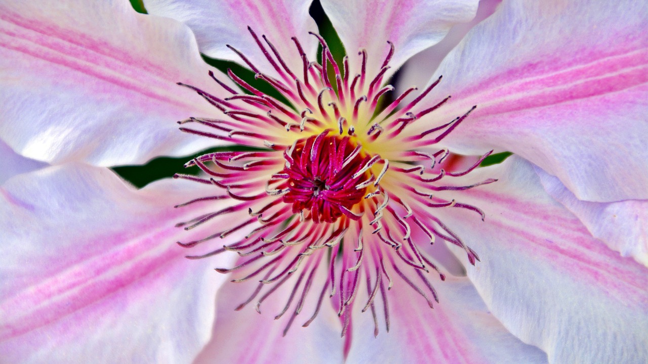 clematis blossom bloom free photo