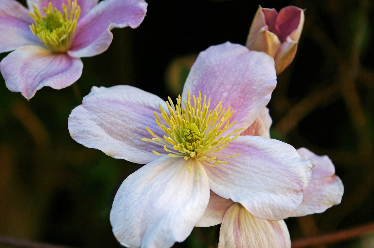 clematis blossom bloom free photo