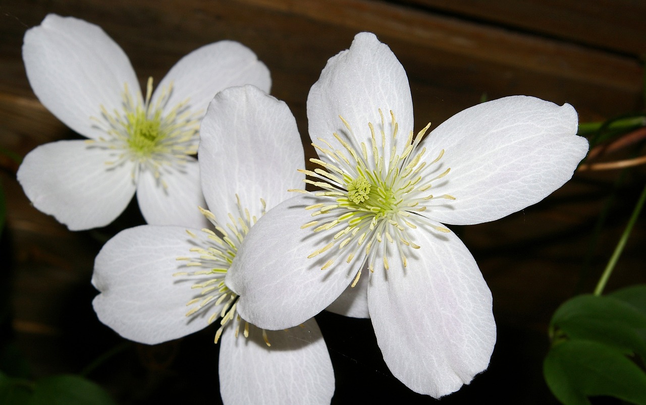 clematis blossom bloom free photo