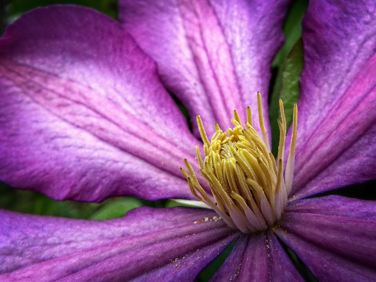 wallpaper background clematis free photo