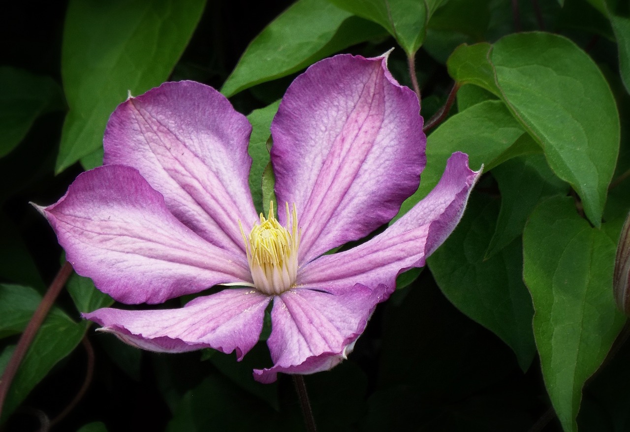 clematis lila purple flower free photo