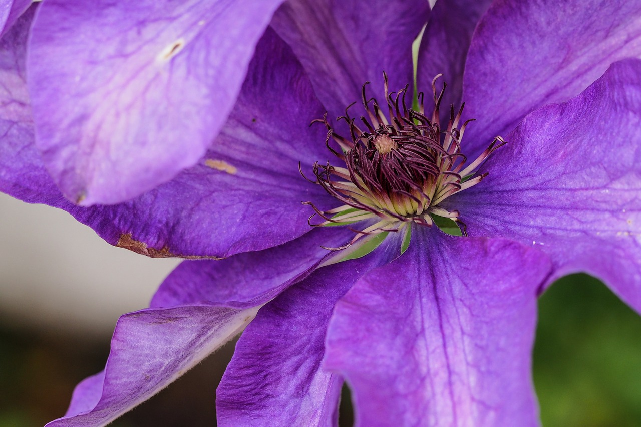 clematis flower purple free photo