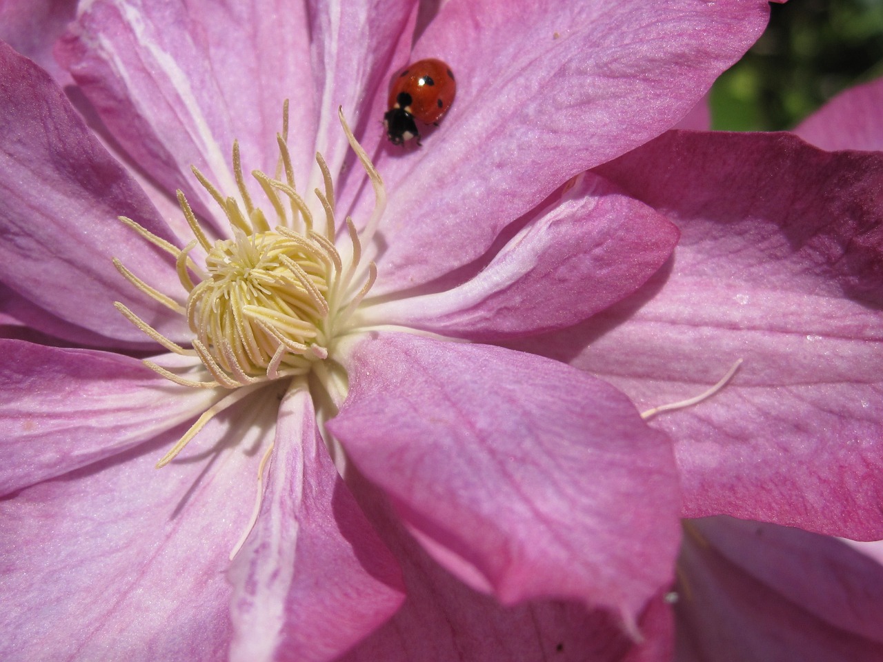 clematis ladybug flower free photo