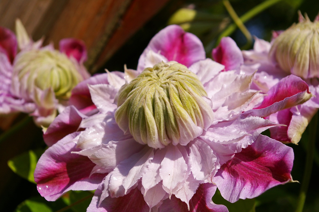 clematis bloom flower free photo