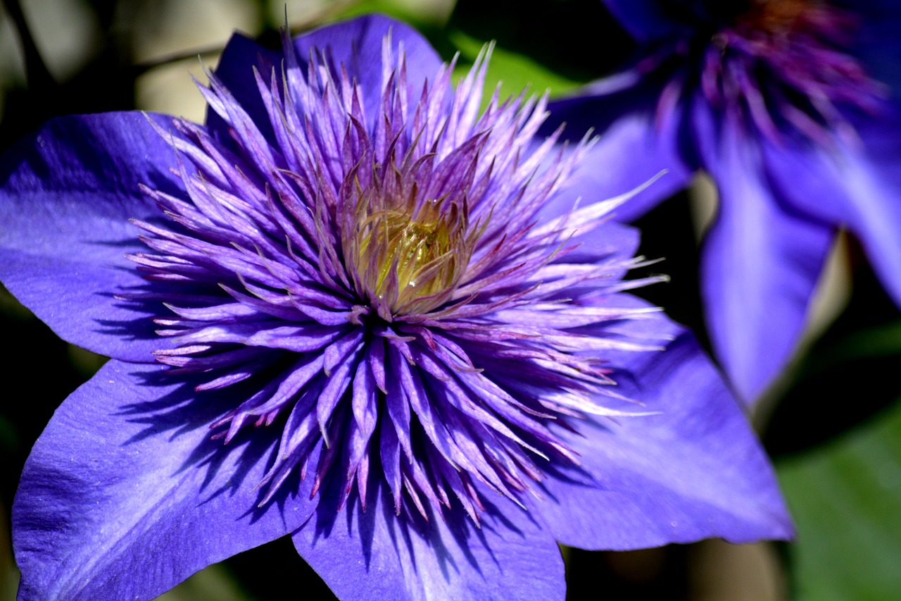 clematis purple flower free photo