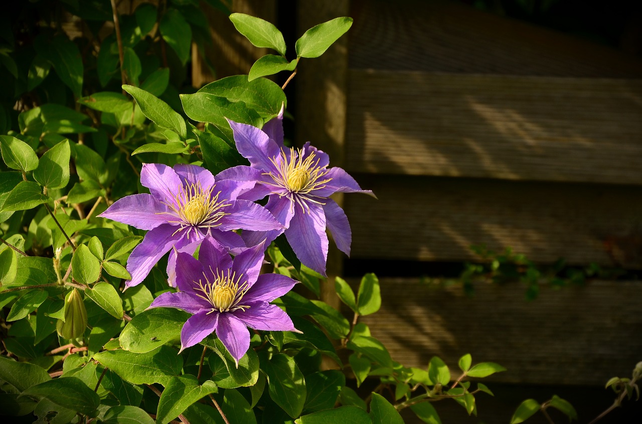 clematis climber hahnenfußgewächs free photo