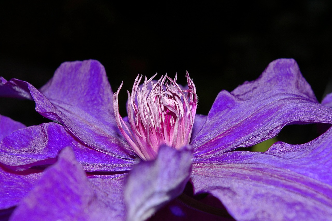 clematis clematis flower petals free photo