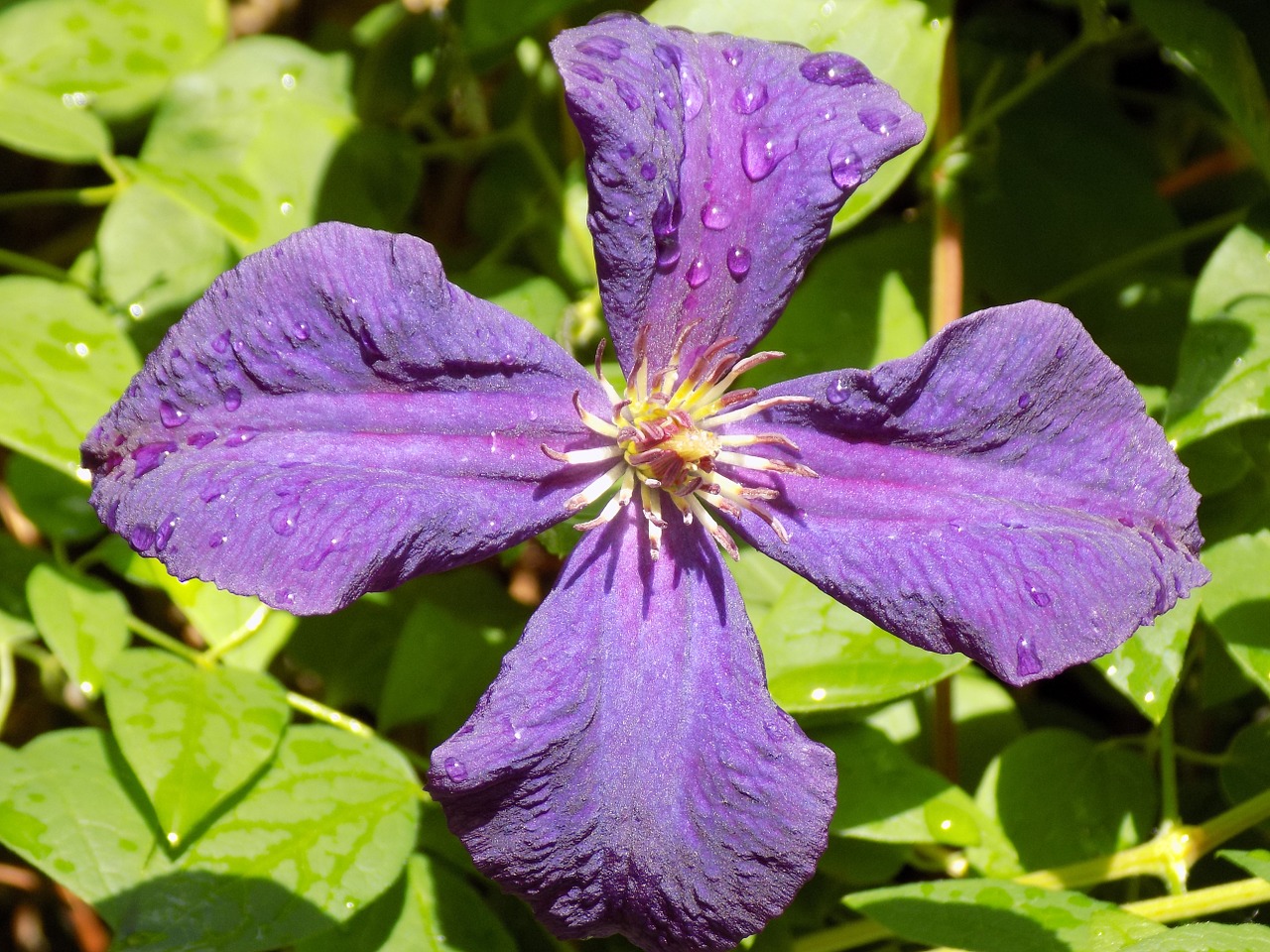 clematis ranunculaceae violet free photo