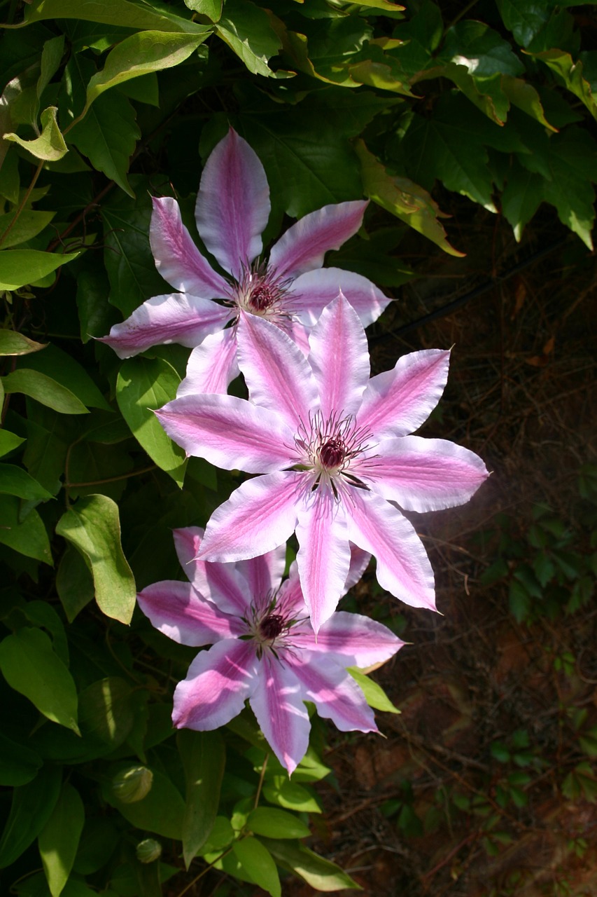 clematis pink flower free photo