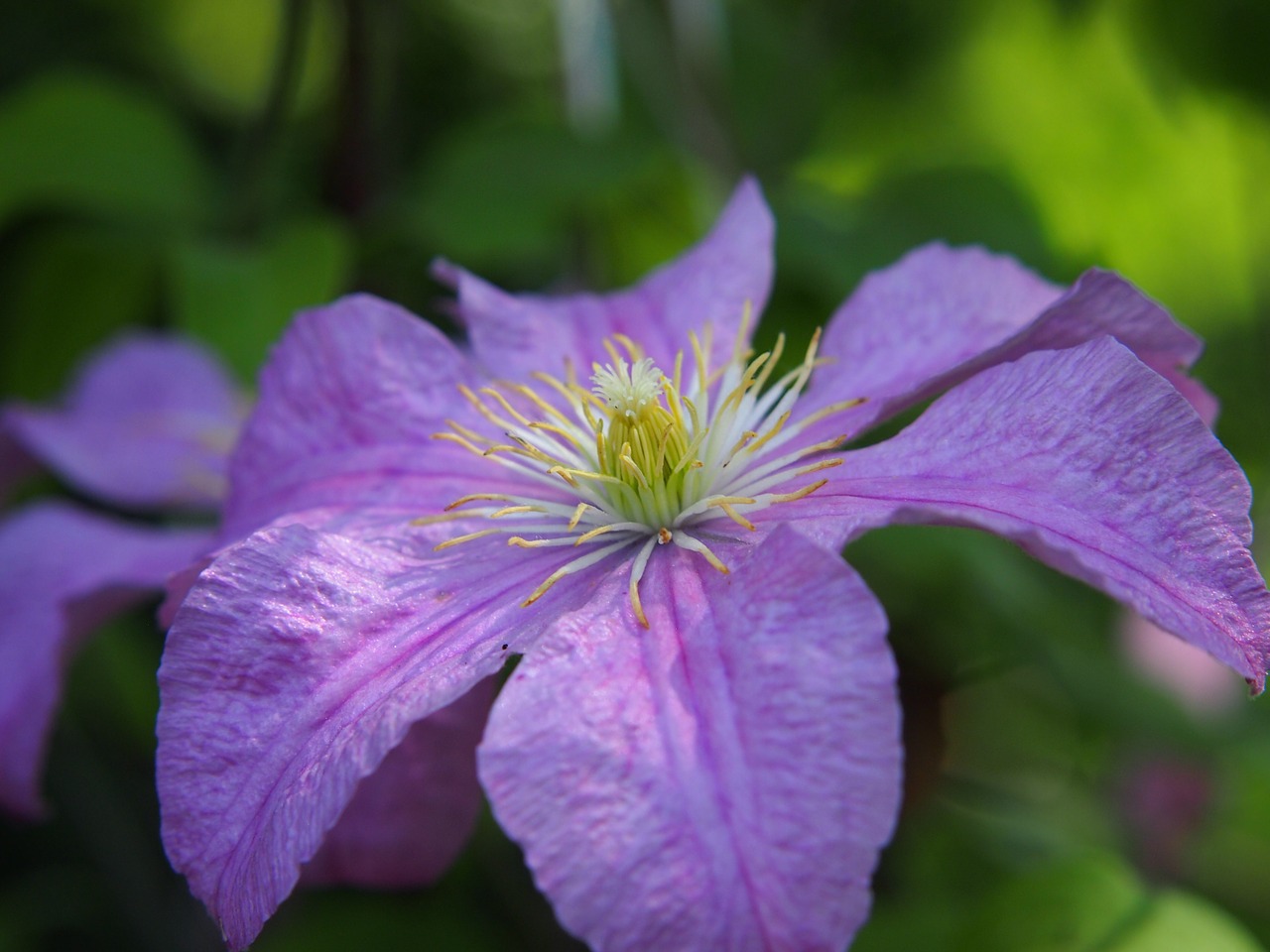 clematis blue purple free photo