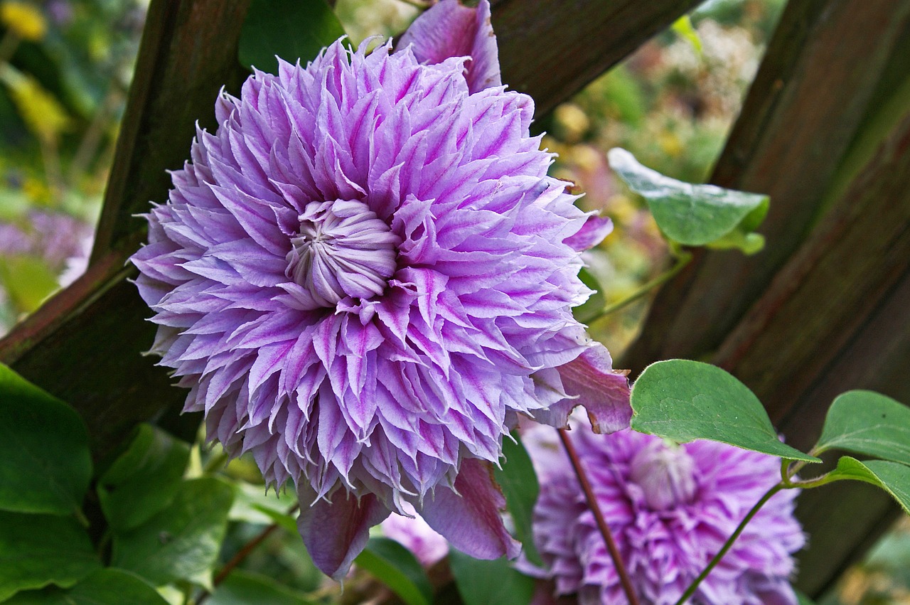 clematis bloom flower free photo