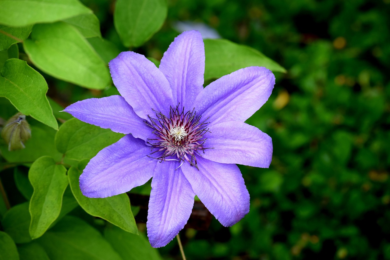 clematis flower blue flower free photo