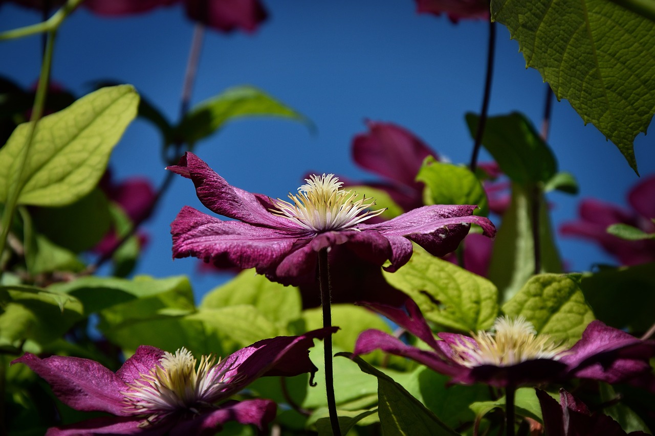 wallpaper background clematis free photo