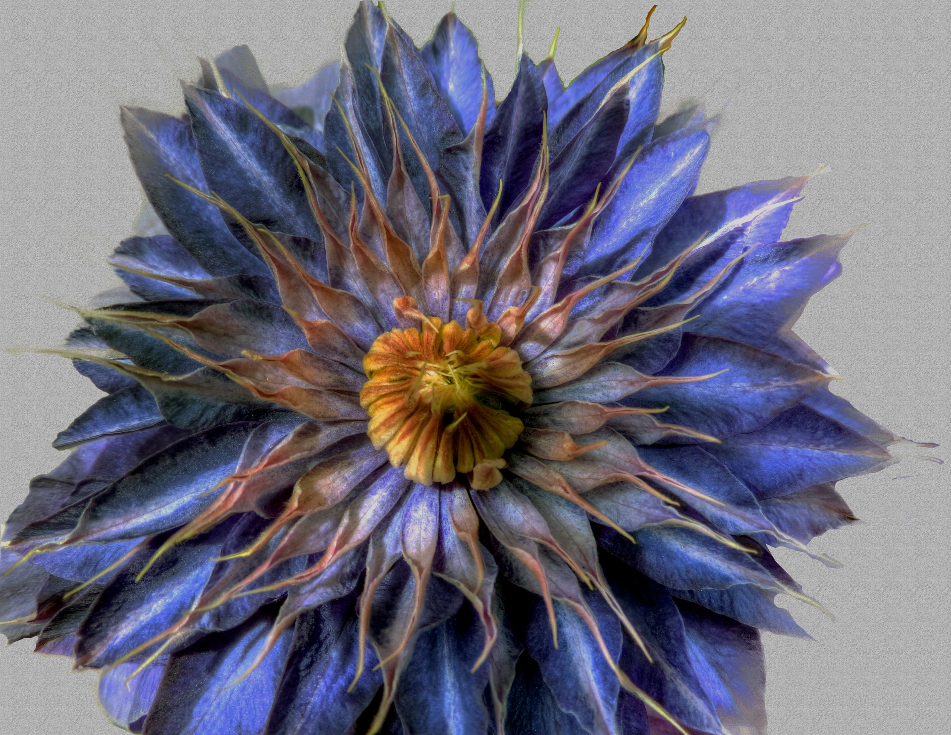 clematis flower purple free photo