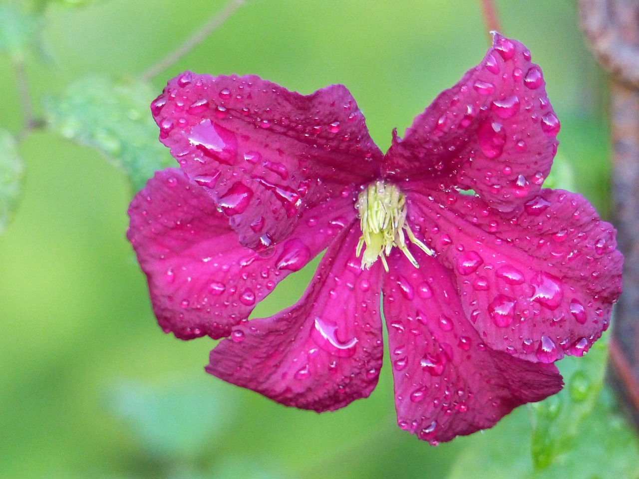 clematis raindrops green free photo