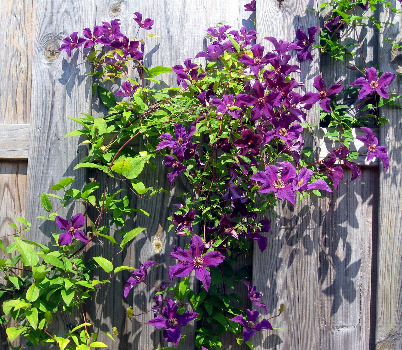 clematis purple flowers free photo