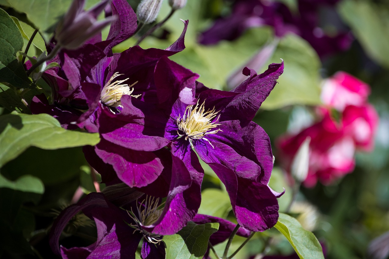 clematis flower dark purple free photo