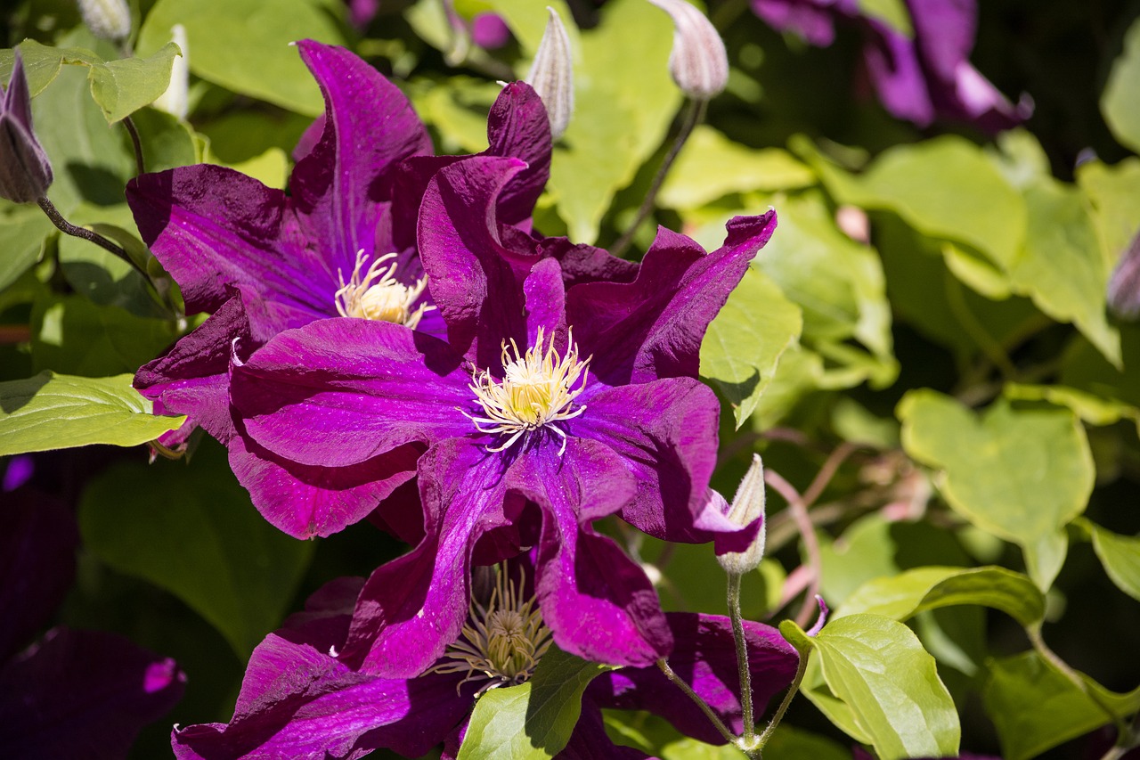 clematis flower dark purple free photo