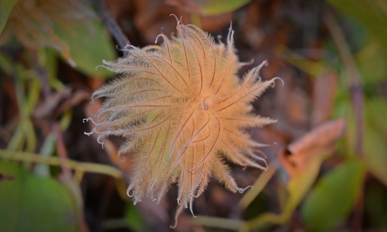 clematis seeds hairy free photo