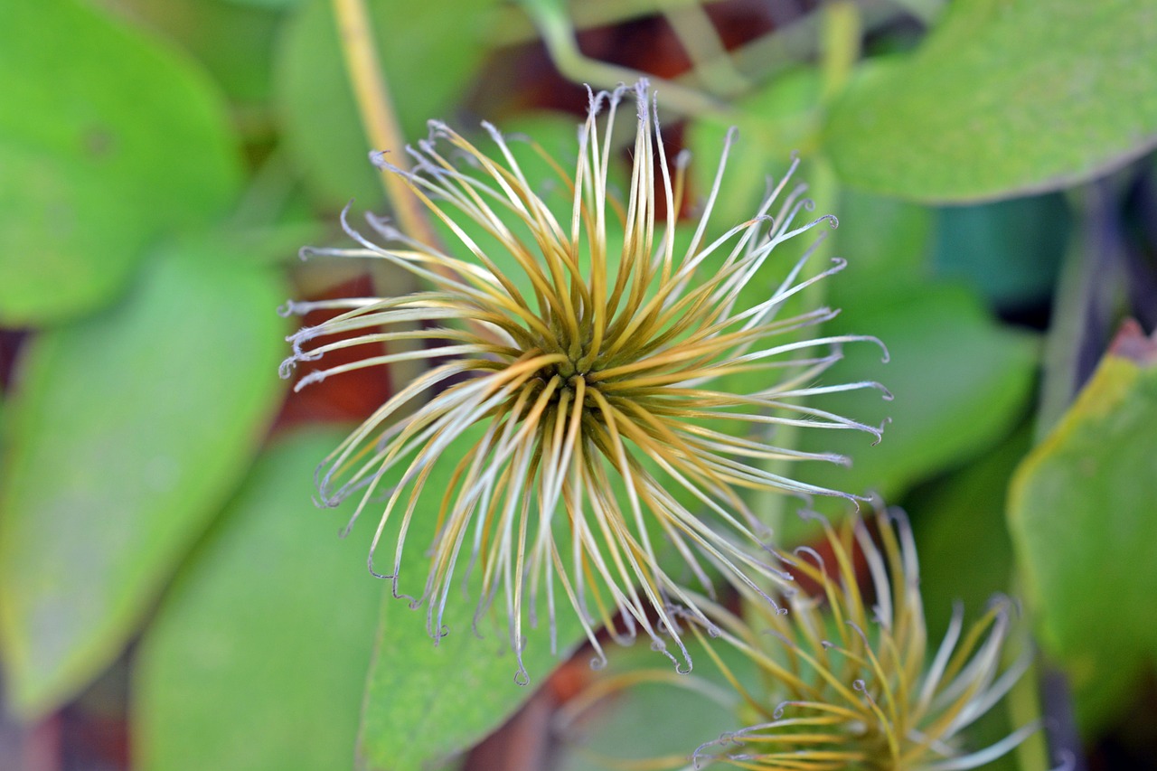 clematis seeds pods free photo
