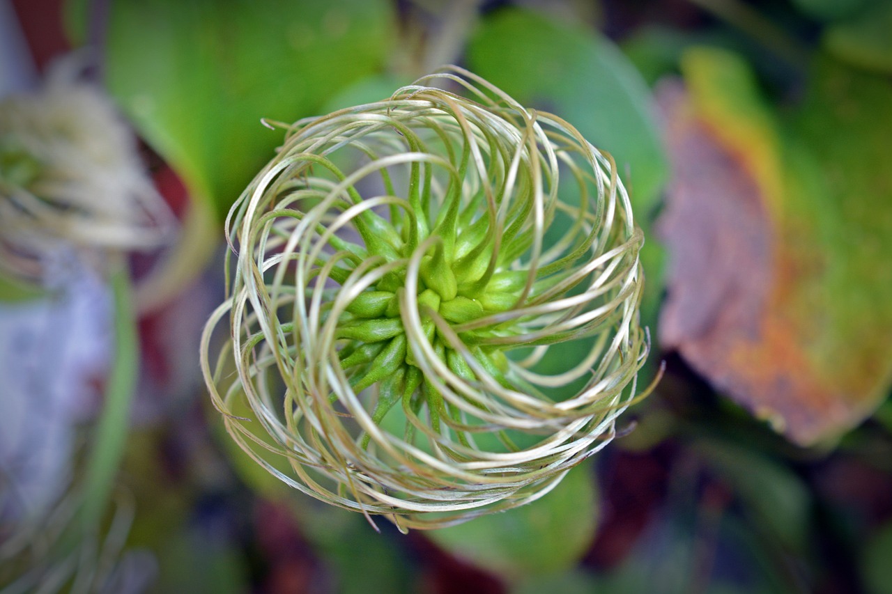 clematis seeds pods free photo