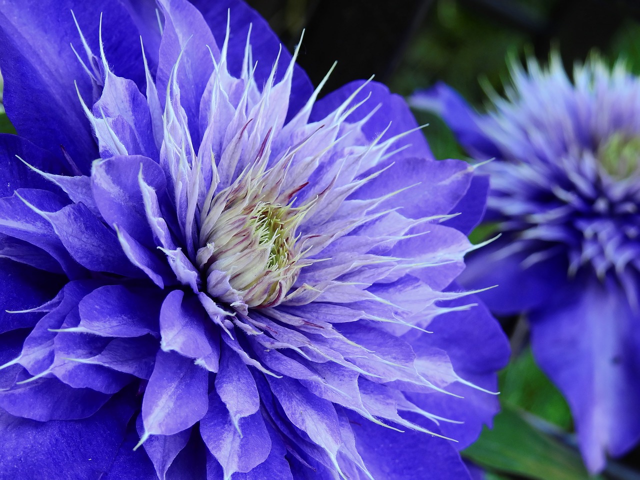 clematis flower blossom free photo