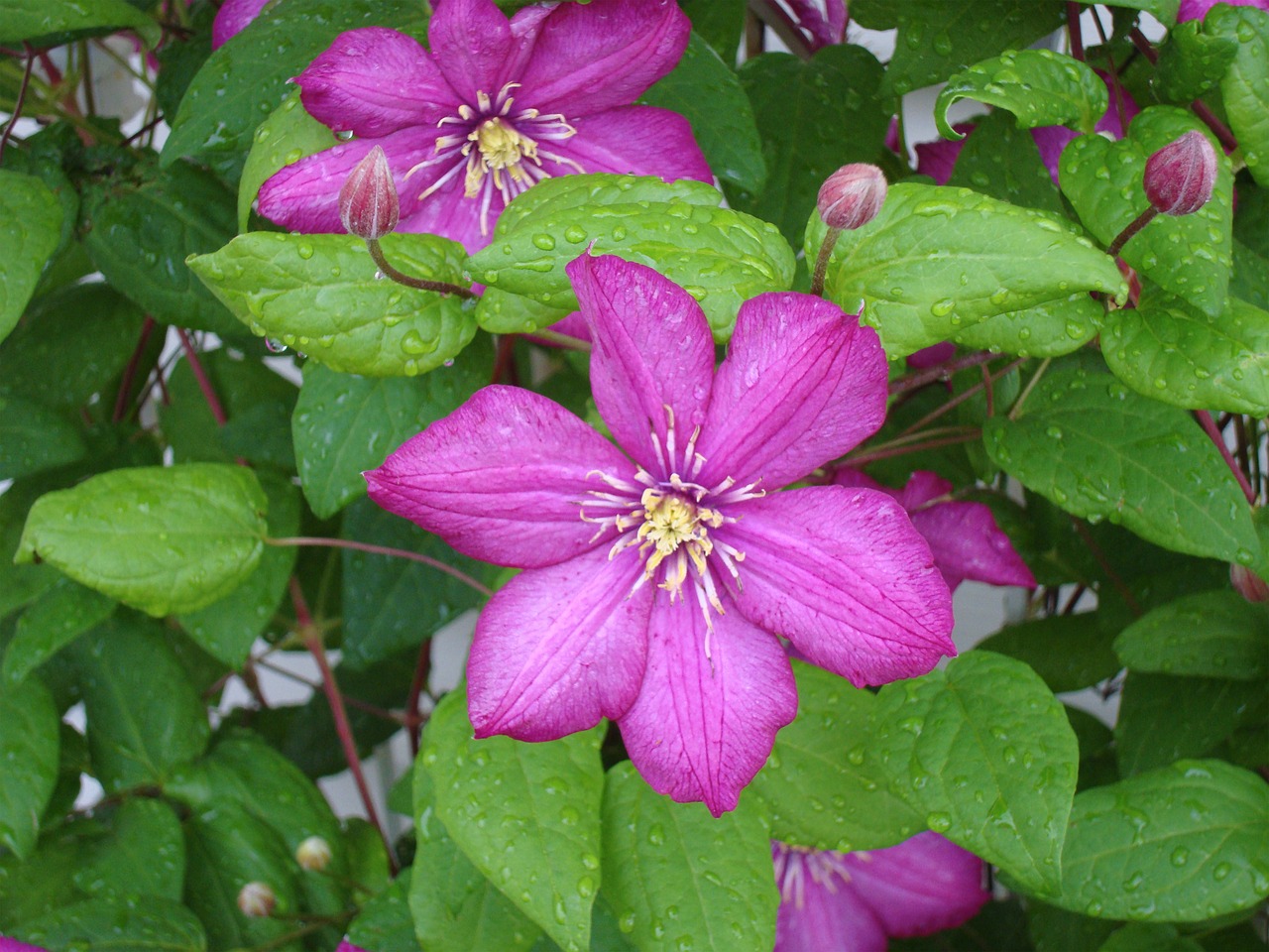 clematis flowers wet free photo