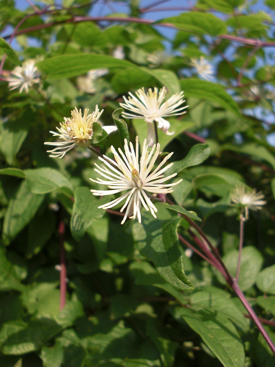 clematis bach flower remedy bach free photo