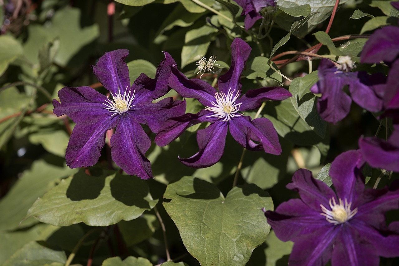 clematis violet blossom free photo