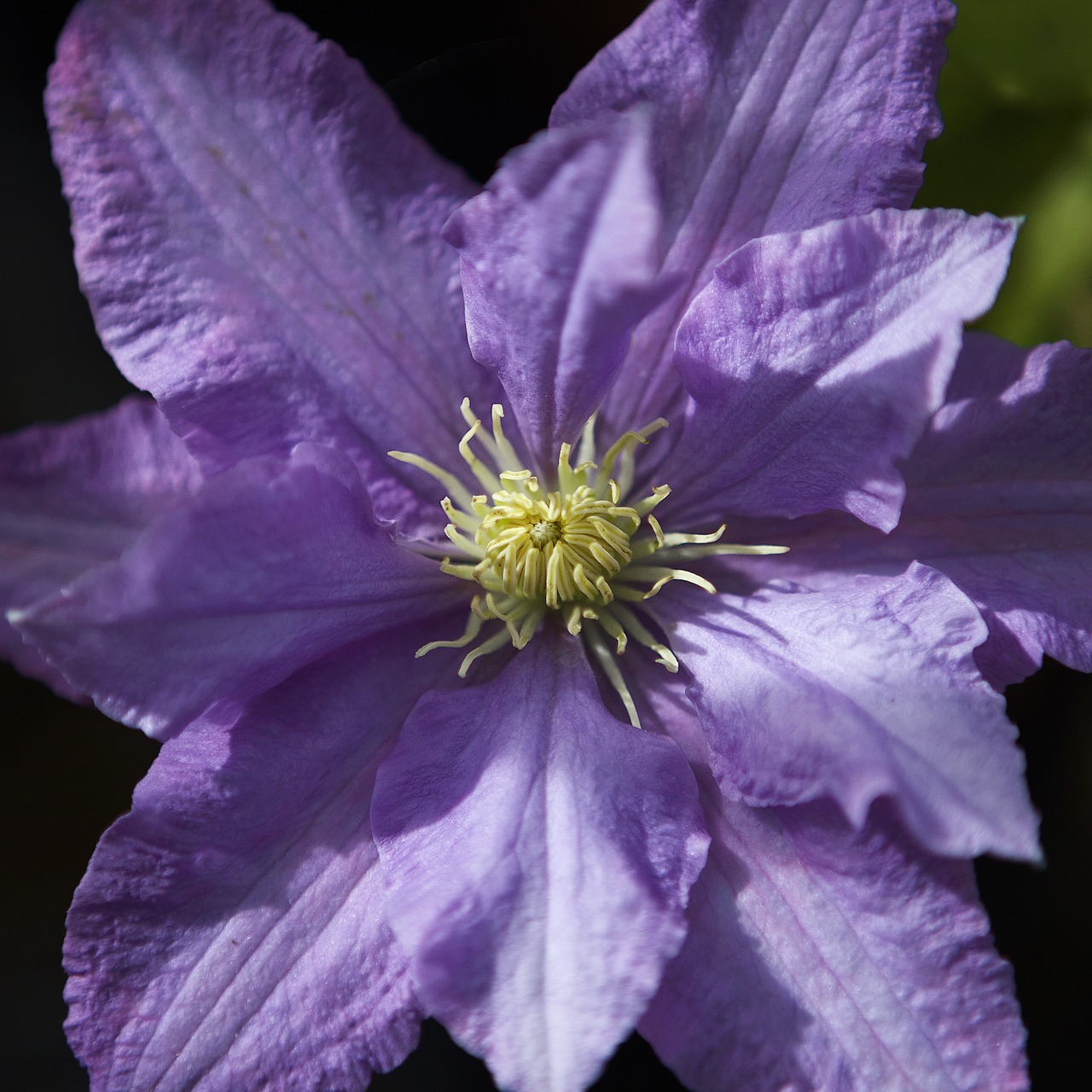 clematis flower plant free photo