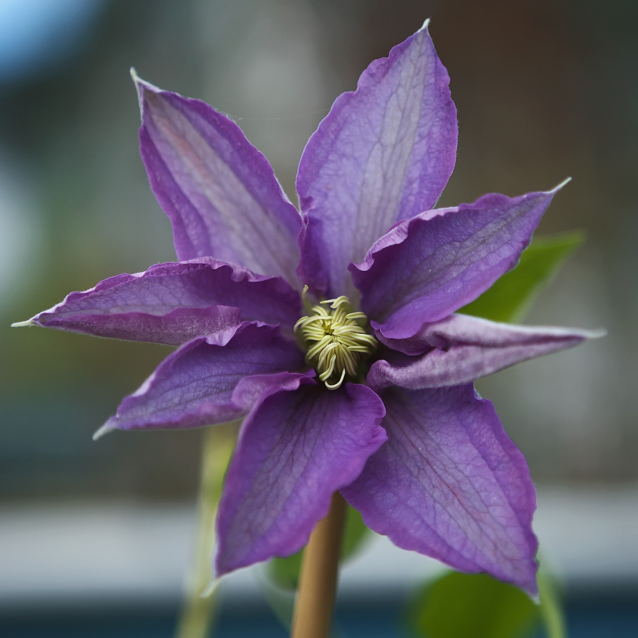 clematis flower plant free photo