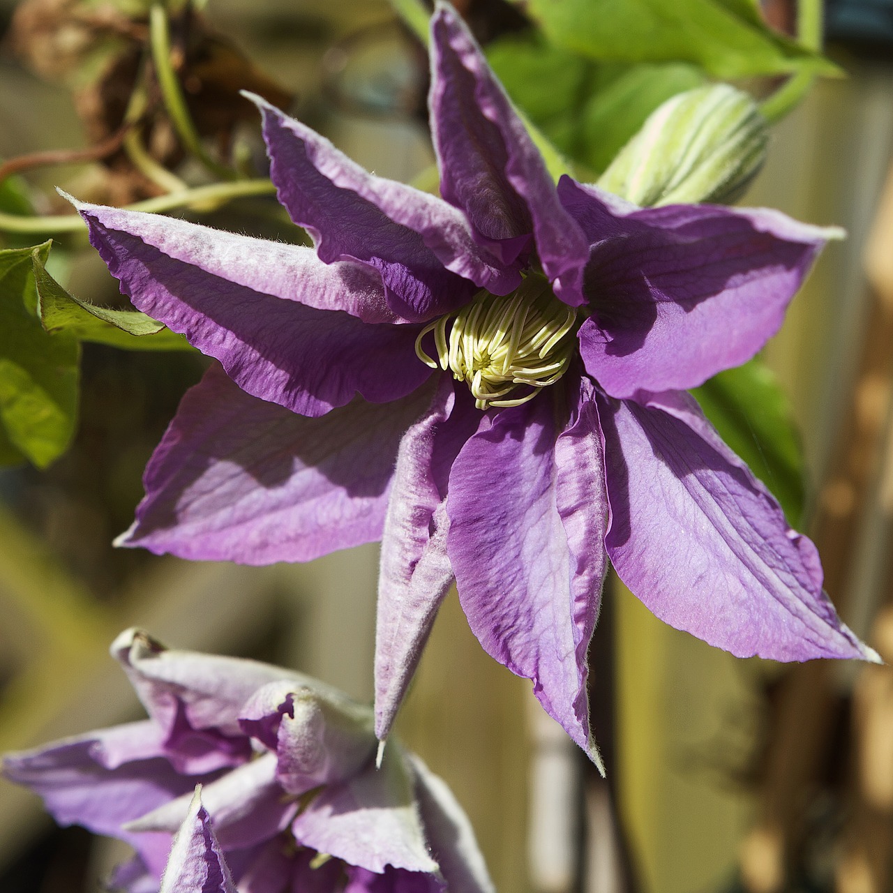 clematis flower plant free photo