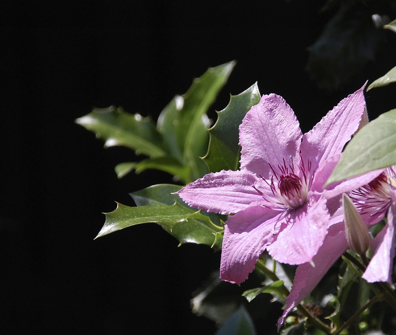 clematis flower garden free photo