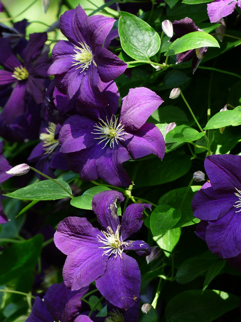 clematis flowers purple free photo