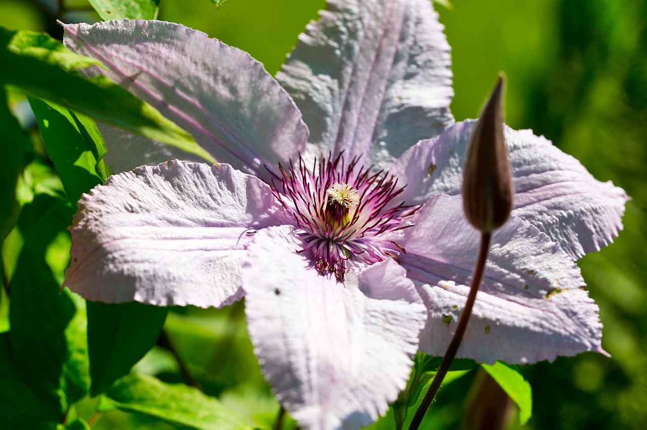 clematis blossom bloom free photo